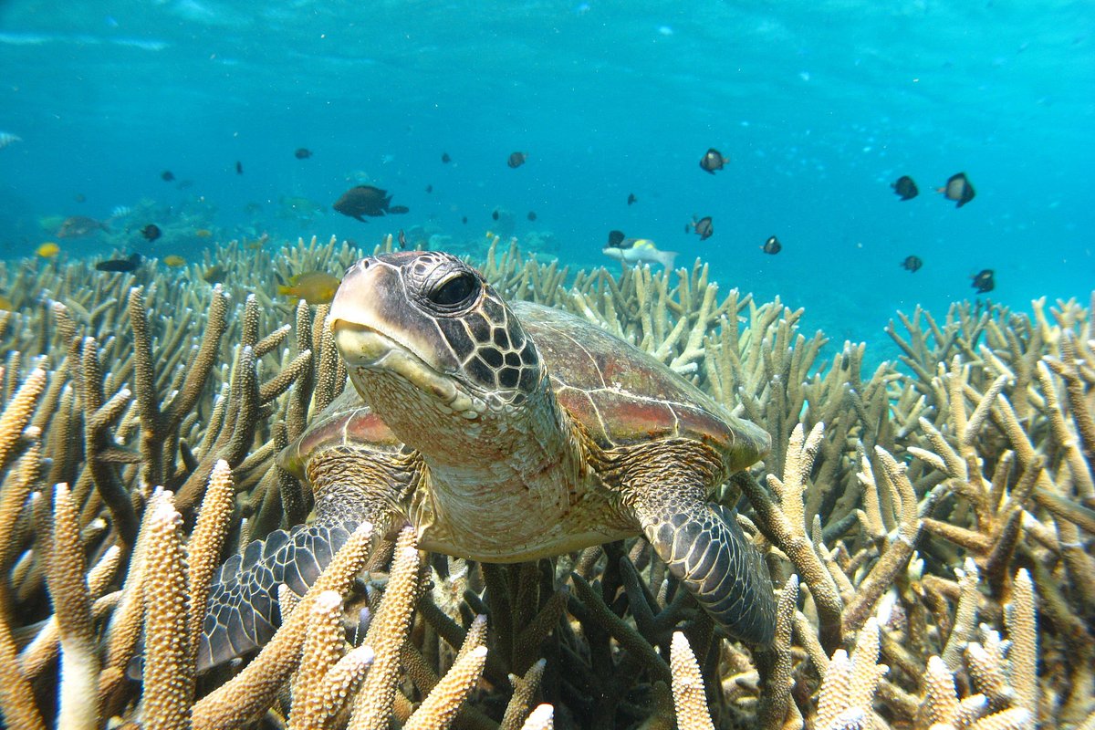 Swimming with Turtles