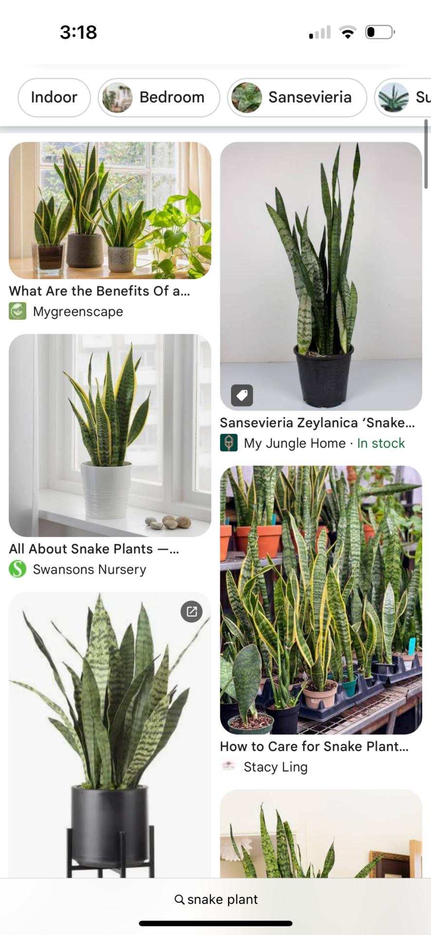 Snake plant / pot for baby room