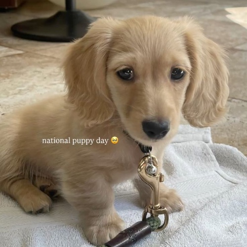Long Haired Cream Miniature Dachshund (Gift for Mon and Tom)