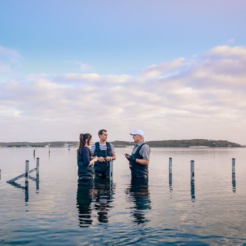 Tasmanian Oyster Tour - Oyster Bay Tour