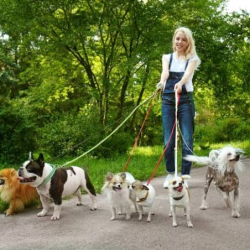 Dog Walker