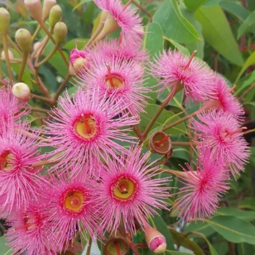 Pink Flowering Gum
