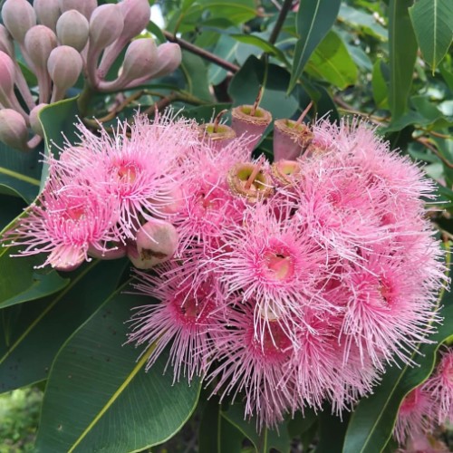 Pink Flowering Gum