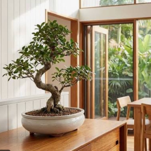 Bonsai Plant