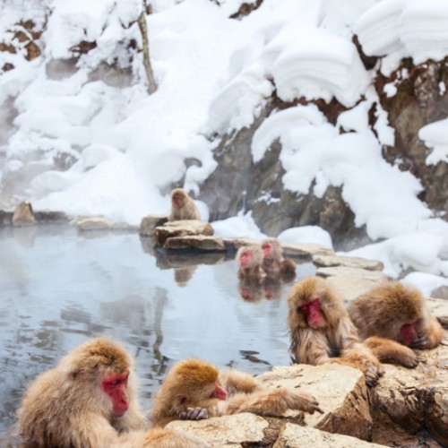 Snow Monkey Tour