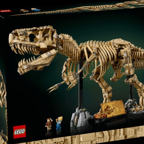 Dinosaur Fossils: Tyrannosaurus rex