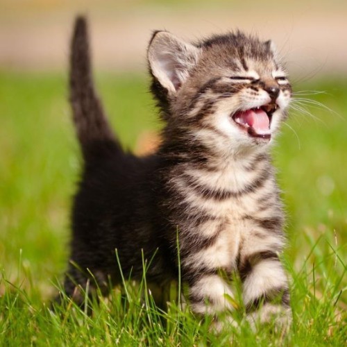 Kitten fund <3